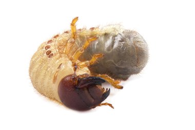 cockchafer üzerinde beyaz izole larva