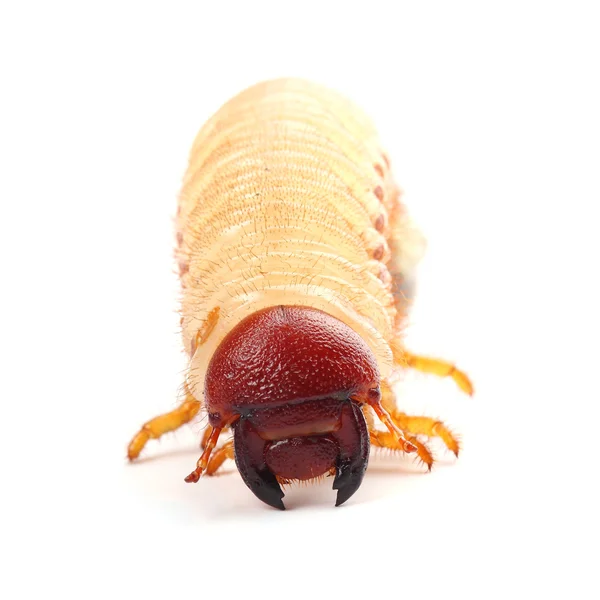 Larva de cockchafer isolado em branco — Fotografia de Stock
