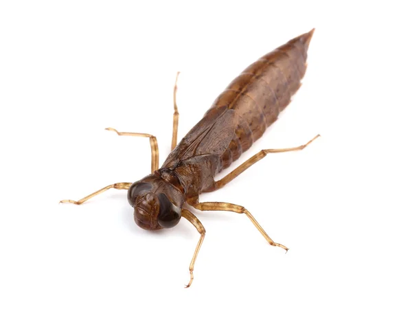 larva yusufçuk. Makro