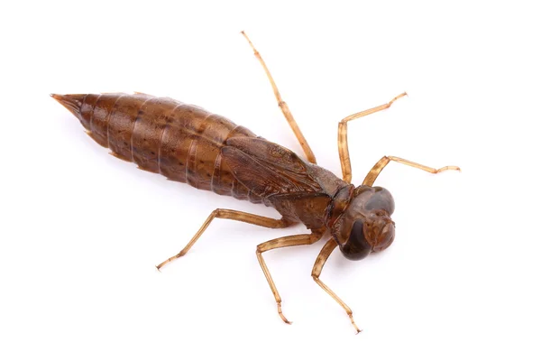 larva yusufçuk. Makro