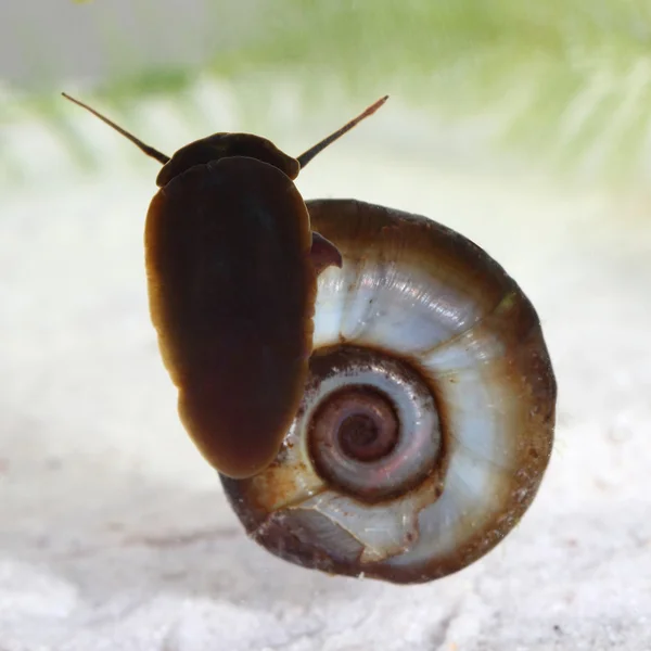 池での偉大な ramshorn (planorbarius corneus)。マクロ — ストック写真