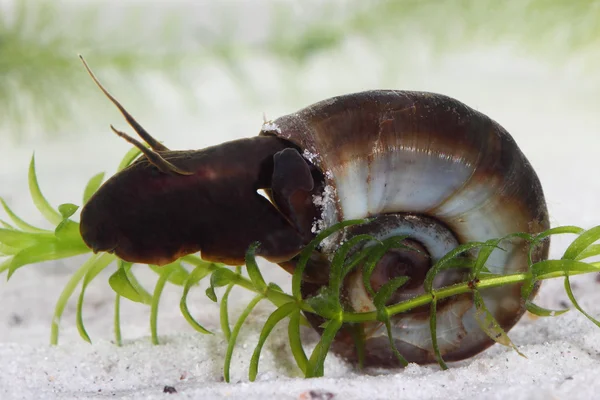 Great ramshorn (Planorbarius corneus) in pond. Macro — Stock Photo, Image