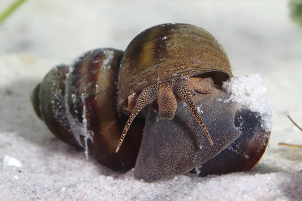 Frashwater slak (Bithynië) op vijvers bodem. macro — Stockfoto