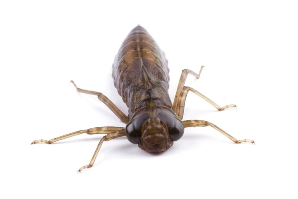 Larva de libélula. Macro — Fotografia de Stock