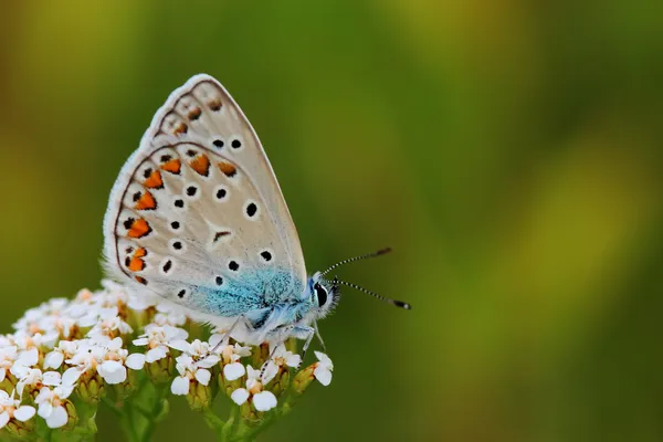 Bleu commun (Polyommatus icarus) sur les fleurs. Macro — Photo