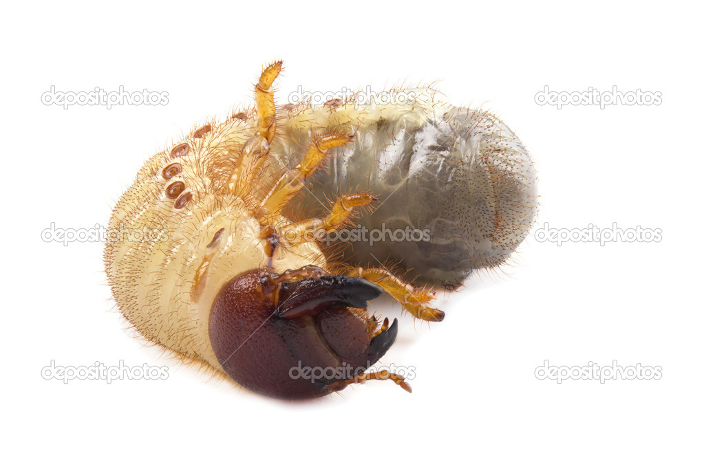 Larva of cockchafer isolated on white