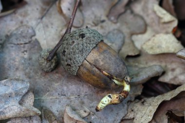meşe palamudu fide bahar orman içinde. yakın çekim