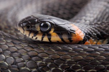 çim üzerinde beyaz izole yılanı (natrix natrix)