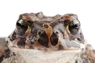 Yeşil Kurbağa (bufo viridis) üzerinde beyaz izole