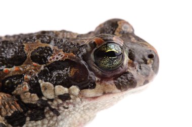 Yeşil Kurbağa (bufo viridis) üzerinde beyaz izole