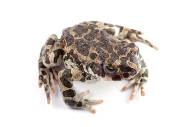 Yeşil Kurbağa (bufo viridis) üzerinde beyaz izole