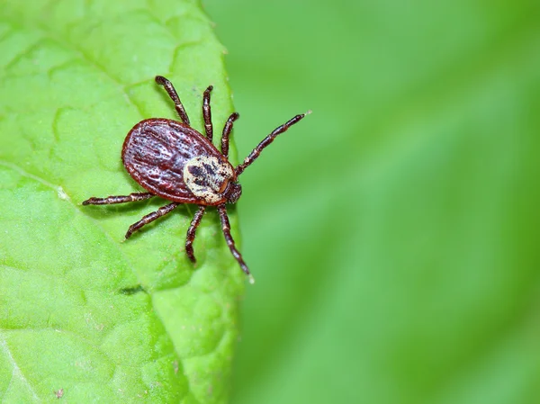 The acarus sits on a green leaf in the forest — Stock Photo, Image