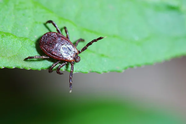 ormandaki yeşil yaprak acarus oturur