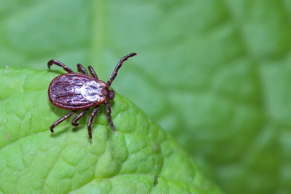 El acarus se sienta en una hoja verde en el bosque — Foto de Stock