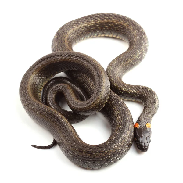 çim üzerinde beyaz izole yılanı (natrix natrix)