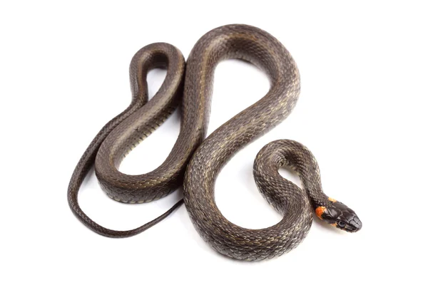 Ringelnatter (natrix natrix) isoliert auf weiß — Stockfoto