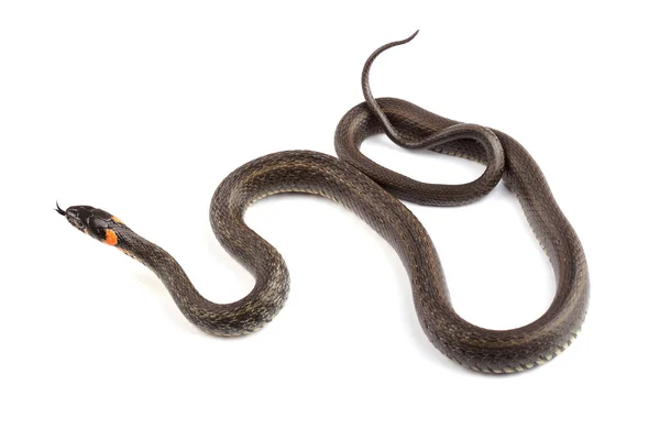 Serpiente de hierba (Natrix natrix) aislada en blanco — Foto de Stock