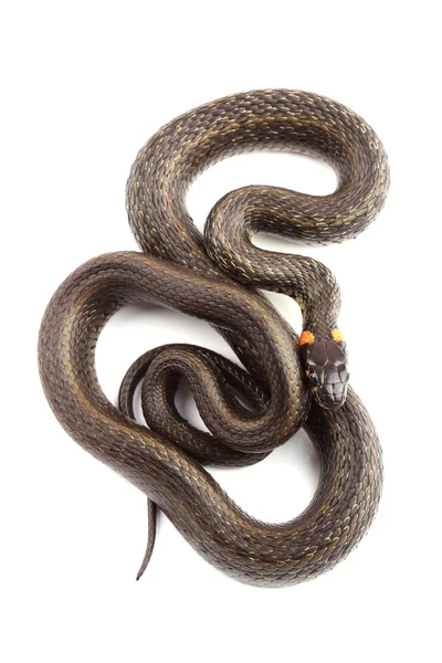 Çim üzerinde beyaz izole yılanı (natrix natrix) — Stok fotoğraf