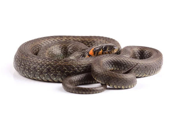 Serpiente de hierba (Natrix natrix) aislada en blanco — Foto de Stock