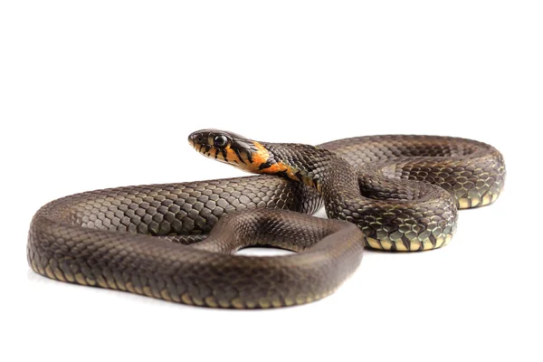 Serpiente de hierba (Natrix natrix) aislada en blanco —  Fotos de Stock