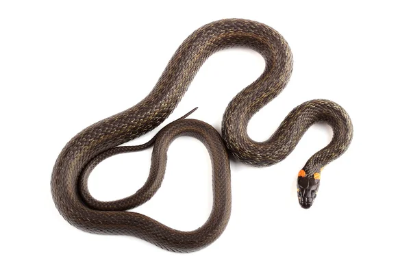 Çim üzerinde beyaz izole yılanı (natrix natrix) — Stok fotoğraf
