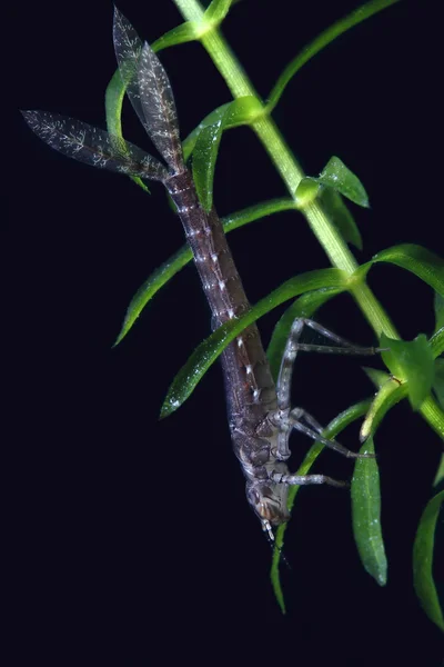 Larva of dragonfly. Macro — Stock Photo, Image