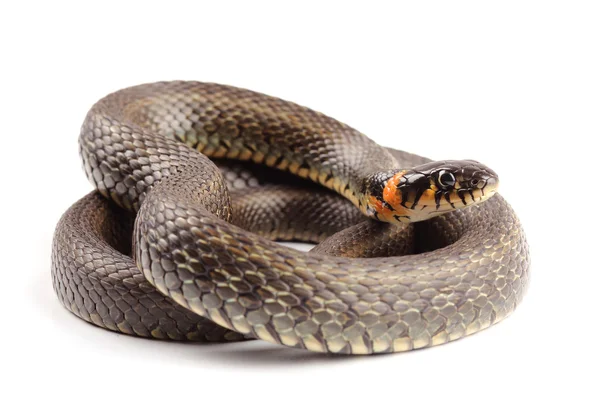 çim üzerinde beyaz izole yılanı (natrix natrix)