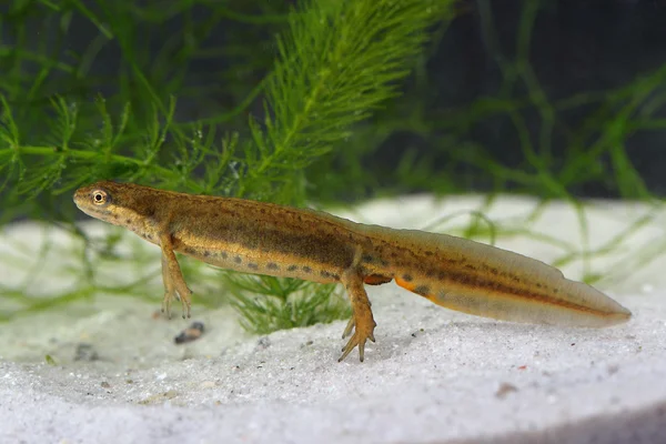 su birikintisi içinde ortak newt (lissotriton vulgaris)