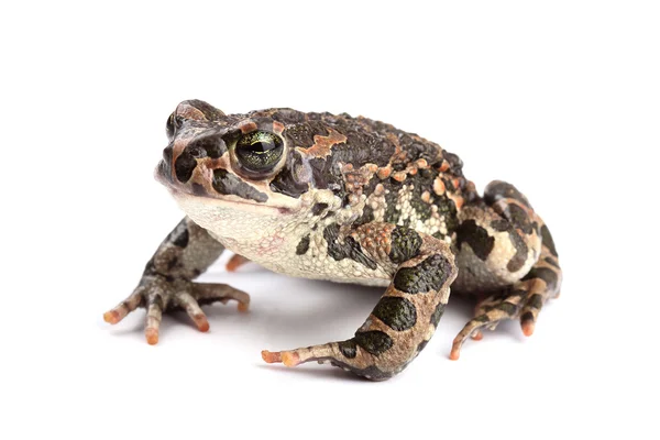 Zelená žába (bufo viridis), izolované na bílém — Stock fotografie