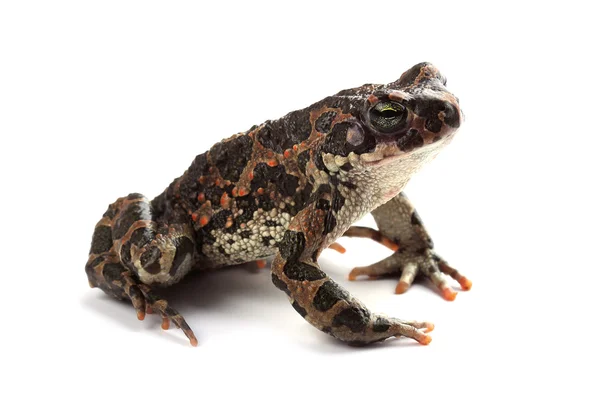 Zelená žába (bufo viridis), izolované na bílém — Stock fotografie