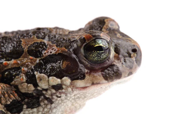 Zelená žába (bufo viridis), izolované na bílém — Stock fotografie