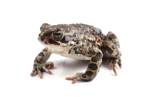 Zelená žába (bufo viridis), izolované na bílém — Stock fotografie