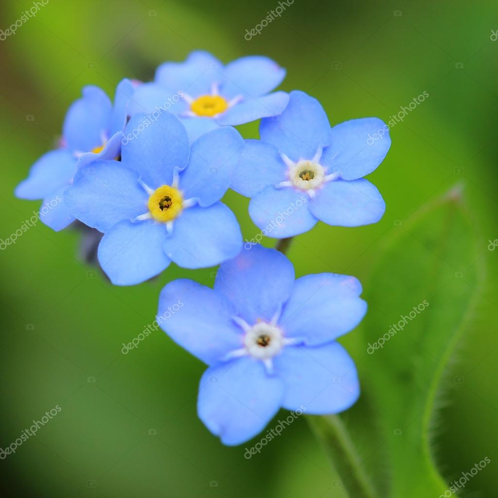 flowers. Close up — Stock Photo © VitalisG 45527627