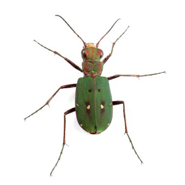 Yeşil kaplan beyaz izole böceği (cicindela campestris)
