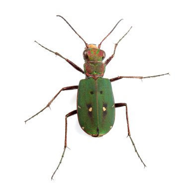 Green Tiger Beetle (Cicindela campestris) isolated on white clipart
