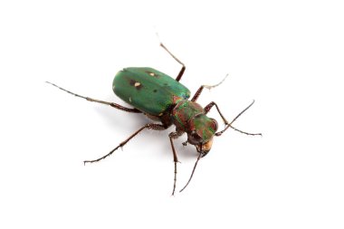 Yeşil kaplan beyaz izole böceği (cicindela campestris)
