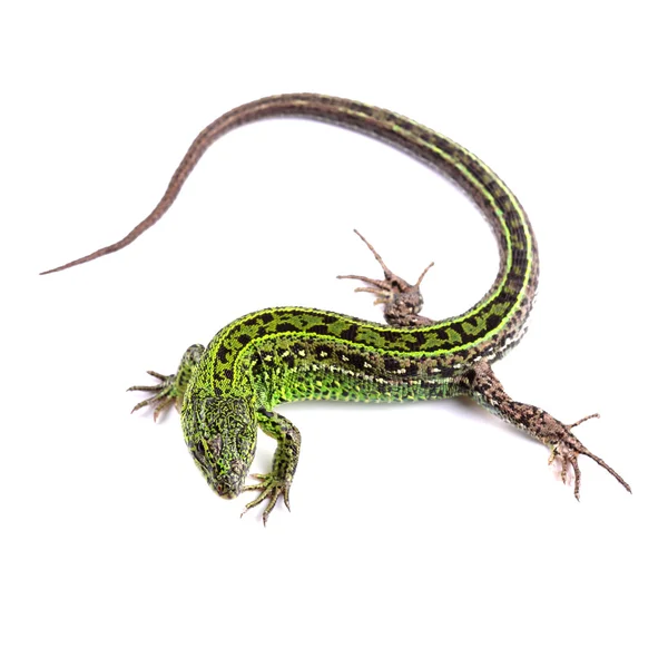 Sand lizard (Lacerta agilis) isolated on white — Stock Photo, Image