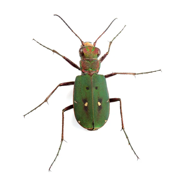 Yeşil kaplan beyaz izole böceği (cicindela campestris)