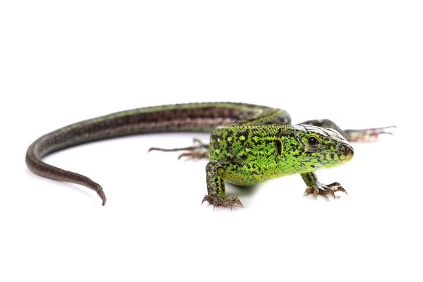 Kum kertenkele (lacerta agilis) üzerinde beyaz izole — Stok fotoğraf