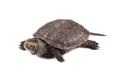 Young European pond turtle isolated on white clipart