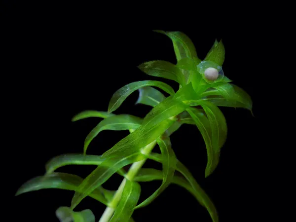 Huevo de tritón en la planta de agua. Macro —  Fotos de Stock