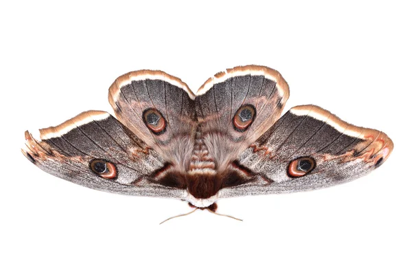 Pyrale géante du paon (Saturnia pyri) isolée sur blanc — Photo