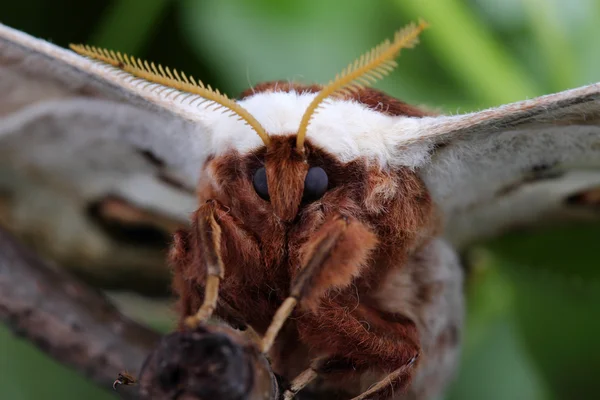 Fêmea de mariposa gigante pavão (Saturnia pyri). Macro — Fotografia de Stock