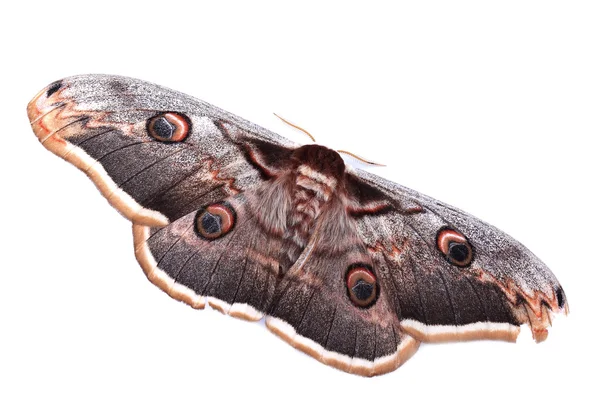 Giant Peacock Moth (Saturnia pyri) isolated on white — Stock Photo, Image