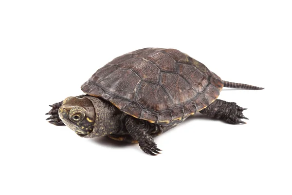 Jeune tortue d'étang européenne isolée sur blanc — Photo