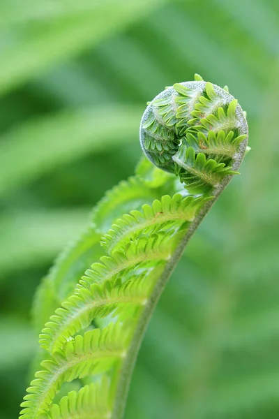 Fern frond unfurling in forest — Stock Photo, Image