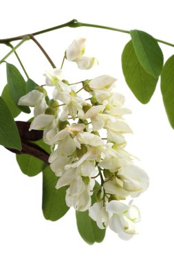 siyah üzerine beyaz izole akasya (robinia pseudoacacia) Şubesi