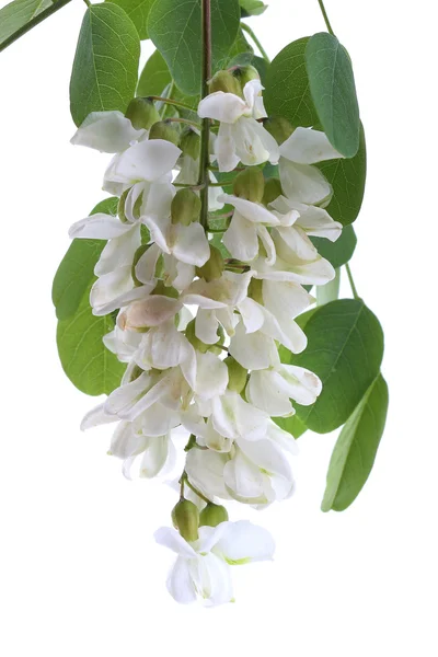 Branch of black locust (Robinia pseudoacacia) isolated on white — Stock Photo, Image