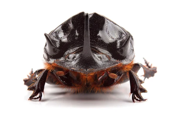 Homem de besouro (Copris lunaris) isolado sobre branco — Fotografia de Stock