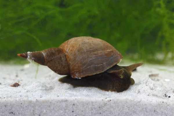 Gran caracol de estanque (Lymnaea stagnalis) en el fondo de los estanques — Foto de Stock